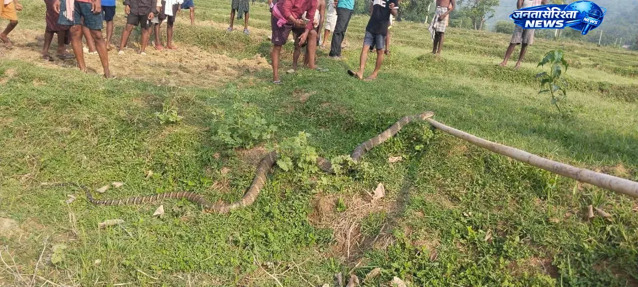 Odisha : बालासोर में 15 फीट लंबा किंग कोबरा रेस्क्यू, ग्रामीणों में फैली दहशत Odisha : बालासोर में 15 फीट लंबा किंग कोबरा रेस्क्यू, ग्रामीणों में फैली दहशत