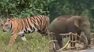 Kerala: वन मंत्री पर सवाल, जंगली जानवरों को लेकर बयान चर्चा में Kerala: वन मंत्री पर सवाल, जंगली जानवरों को लेकर बयान चर्चा में