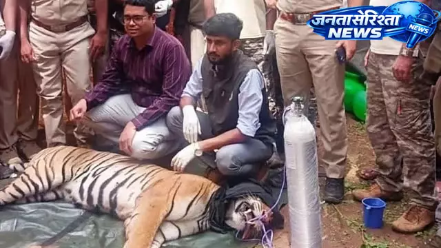 Mysore : पिछले दो सालों से घूम रही मादा बाघ को बगीचे में पिंजरे में पकड़ा गया Mysore : पिछले दो सालों से घूम रही मादा बाघ को बगीचे में पिंजरे में पकड़ा गया