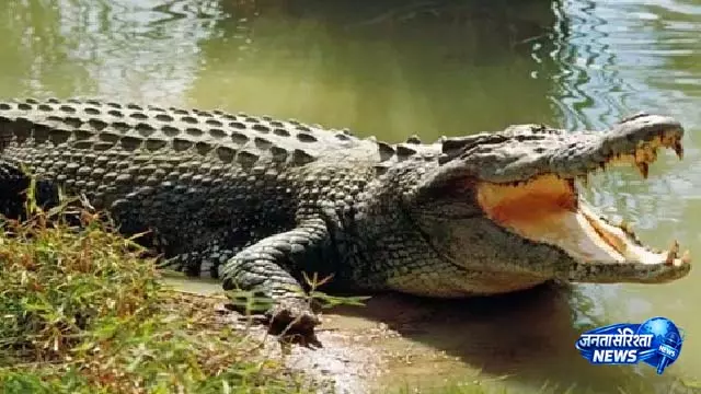 महानदी घाट के पास मगरमच्छ देखा गया, Cuttack में वन विभाग की टीम ने उसे बचाया महानदी घाट के पास मगरमच्छ देखा गया, Cuttack में वन विभाग की टीम ने उसे बचाया