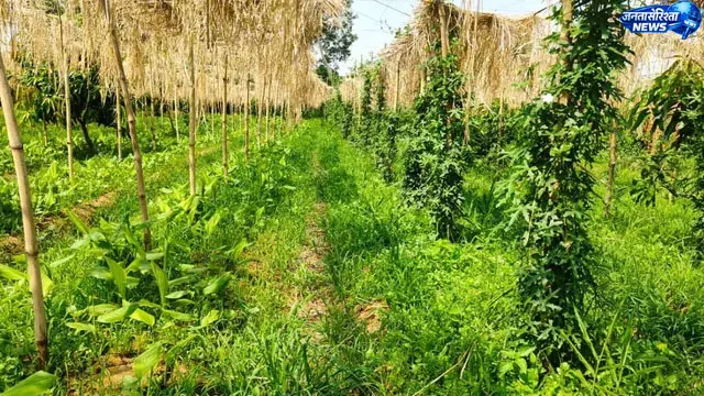 Domchanch : किसान सुमन लाल मेहता ने शुरू की थ्री-लेयर खेती, कम जमीन में तीन स्तर पर उत्पादन Domchanch : किसान सुमन लाल मेहता ने शुरू की थ्री-लेयर खेती, कम जमीन में तीन स्तर पर उत्पादन