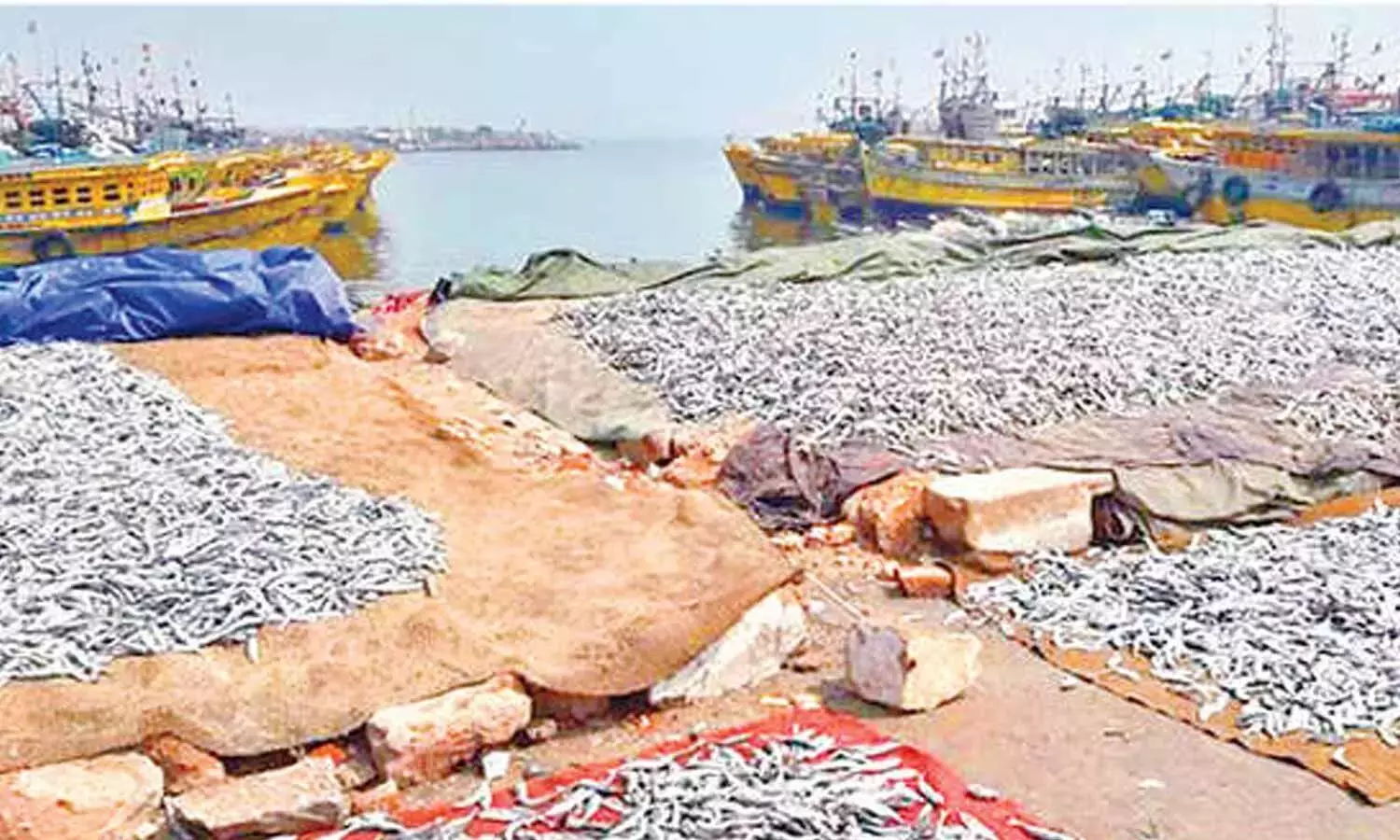Andhra: मछली पकड़ने वाले बंदरगाह का बड़े पैमाने पर अपग्रेड किया जाएगा Andhra: मछली पकड़ने वाले बंदरगाह का बड़े पैमाने पर अपग्रेड किया जाएगा
