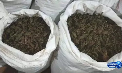 Bhubaneswar में गांजा तस्करी रैकेट का भंडाफोड़, 50 लाख से अधिक का माल जब्त