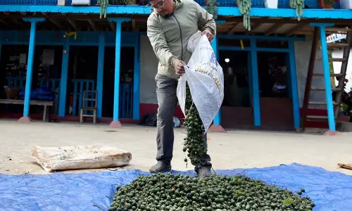 Nepal में रुद्राक्ष खेती का बढ़ता कारोबार, चीनी मांग ने बढ़ाई कमाई और जोखिम Nepal में रुद्राक्ष खेती का बढ़ता कारोबार, चीनी मांग ने बढ़ाई कमाई और जोखिम
