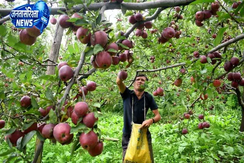 Himalayan सेब की बेहतर पैदावार के लिए गर्मियों में छंटाई जरूरी Himalayan सेब की बेहतर पैदावार के लिए गर्मियों में छंटाई जरूरी