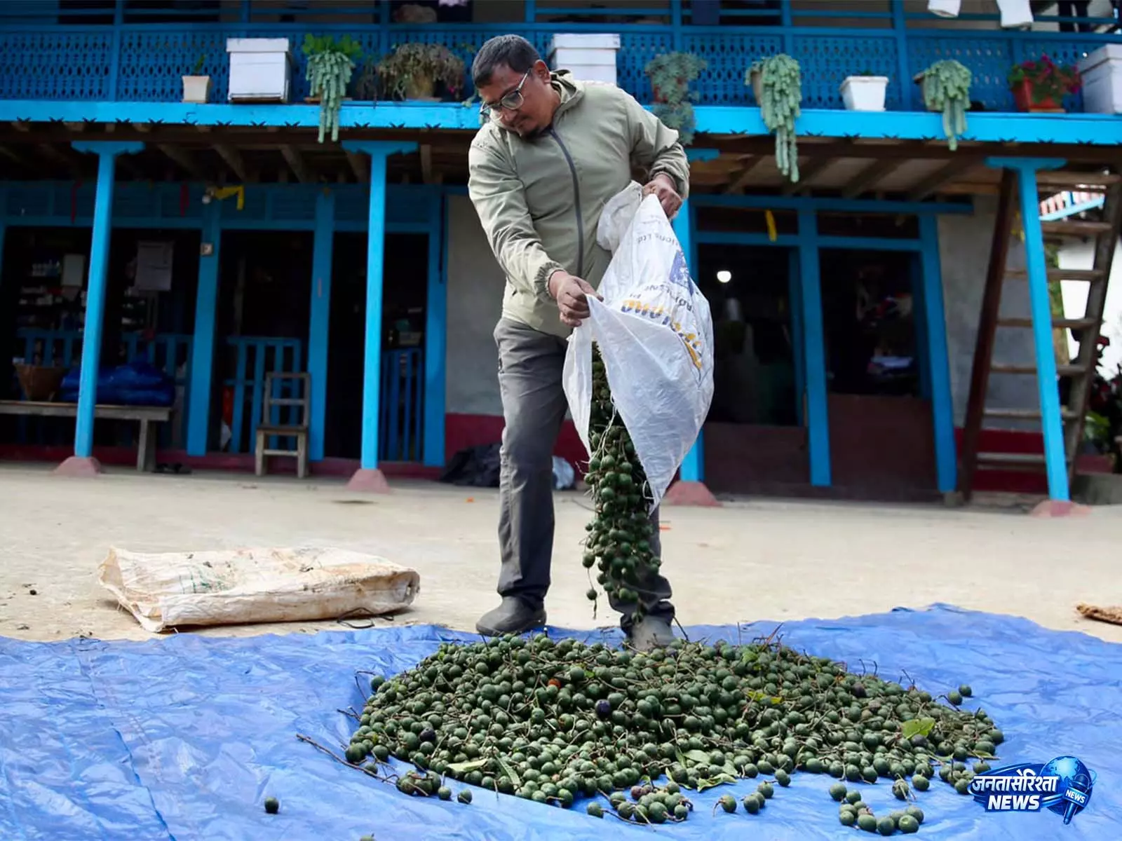 Nepal में रुद्राक्ष खेती का बढ़ता कारोबार, चीनी मांग ने बढ़ाई कमाई और जोखिम Nepal में रुद्राक्ष खेती का बढ़ता कारोबार, चीनी मांग ने बढ़ाई कमाई और जोखिम
