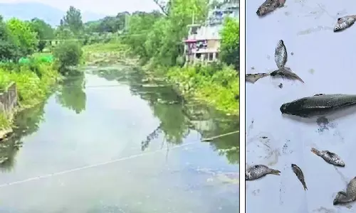 Himachal: बड़ी संख्या में मछलियों की मौत के पीछे सीवेज का रिसाव होने का शक Himachal: बड़ी संख्या में मछलियों की मौत के पीछे सीवेज का रिसाव होने का शक