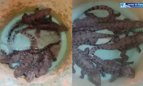 तालाब से नन्हे मगरमच्छों का रेस्क्यू, दहशत में थे ग्रामीण तालाब से नन्हे मगरमच्छों का रेस्क्यू, दहशत में थे ग्रामीण