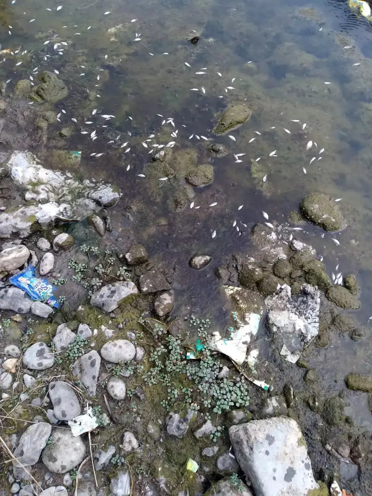 Mandi: मंडी की रत्ती खड्ड में पर्यावरणीय संकट, मछलियों की सामूहिक मौत से हड़कंप Mandi: मंडी की रत्ती खड्ड में पर्यावरणीय संकट, मछलियों की सामूहिक मौत से हड़कंप