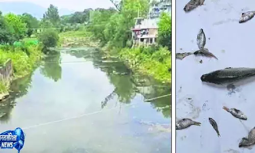 Mandi में जल प्रदूषण से बड़ी घटना