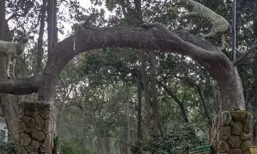 सिंबलबाड़ा नेशनल पार्क में सुरक्षा घेरा मजबूत सिंबलबाड़ा नेशनल पार्क में सुरक्षा घेरा मजबूत