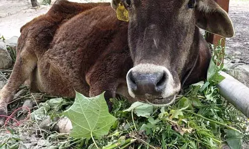 Kullu तीर्थन घाटी: गाय रेस्क्यू से टैगिंग सिस्टम पर सवाल Kullu तीर्थन घाटी: गाय रेस्क्यू से टैगिंग सिस्टम पर सवाल