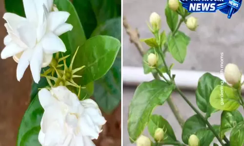 मोगरे के पौधे को बनाएं फूलों से लदा, अपनाएं ये टिप्स मोगरे के पौधे को बनाएं फूलों से लदा, अपनाएं ये टिप्स