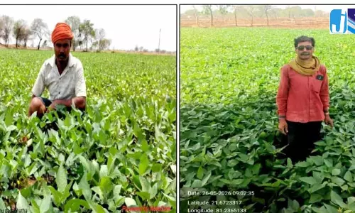 ग्रीष्मकालीन उड़द की खेती से आत्मनिर्भरता की ओर बढ़े कदम