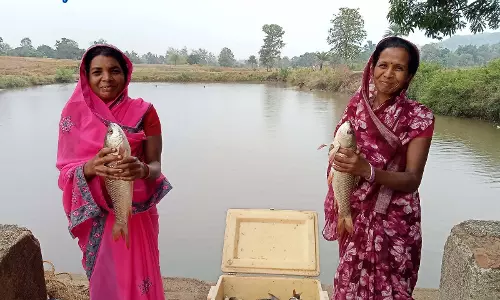 मत्स्य पालन बना ग्रामीण समृद्धि का सशक्त माध्यम, मत्स्य पालन बना ग्रामीण समृद्धि का सशक्त माध्यम