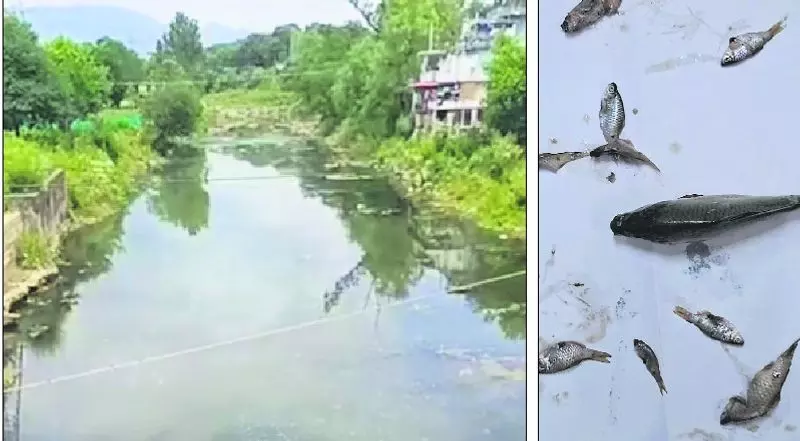Himachal: बड़ी संख्या में मछलियों की मौत के पीछे सीवेज का रिसाव होने का शक Himachal: बड़ी संख्या में मछलियों की मौत के पीछे सीवेज का रिसाव होने का शक