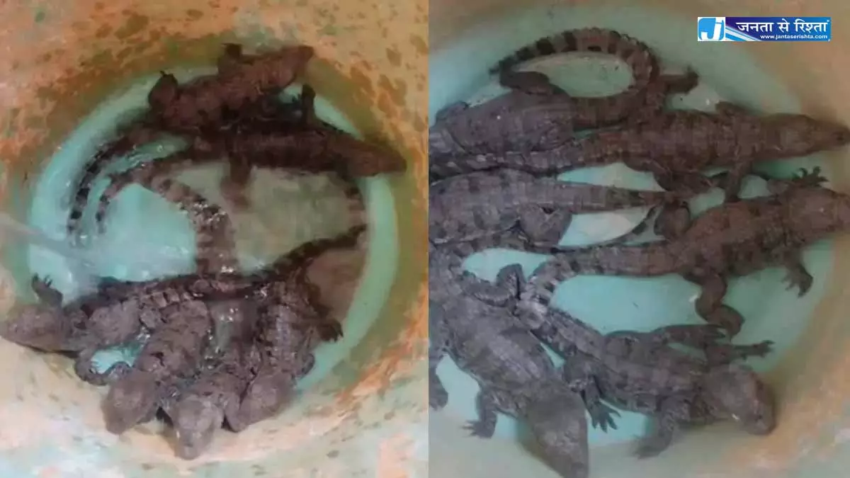 तालाब से नन्हे मगरमच्छों का रेस्क्यू, दहशत में थे ग्रामीण तालाब से नन्हे मगरमच्छों का रेस्क्यू, दहशत में थे ग्रामीण