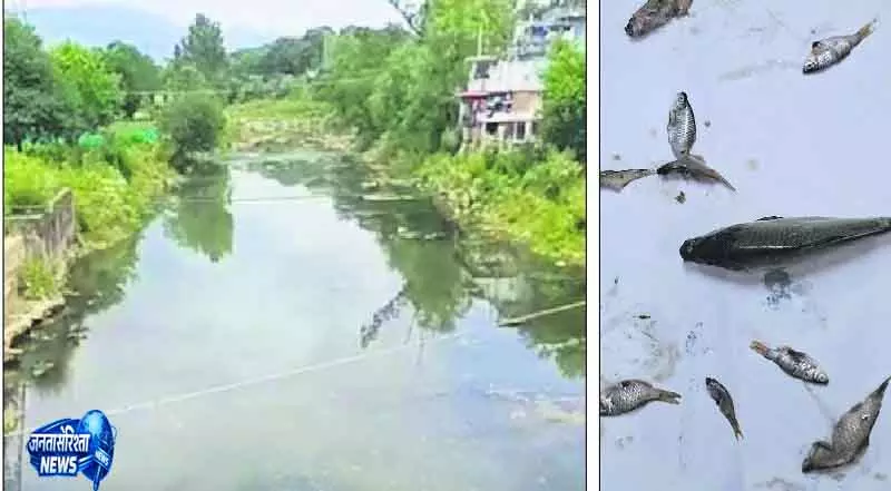 Mandi में जल प्रदूषण से बड़ी घटना Mandi में जल प्रदूषण से बड़ी घटना