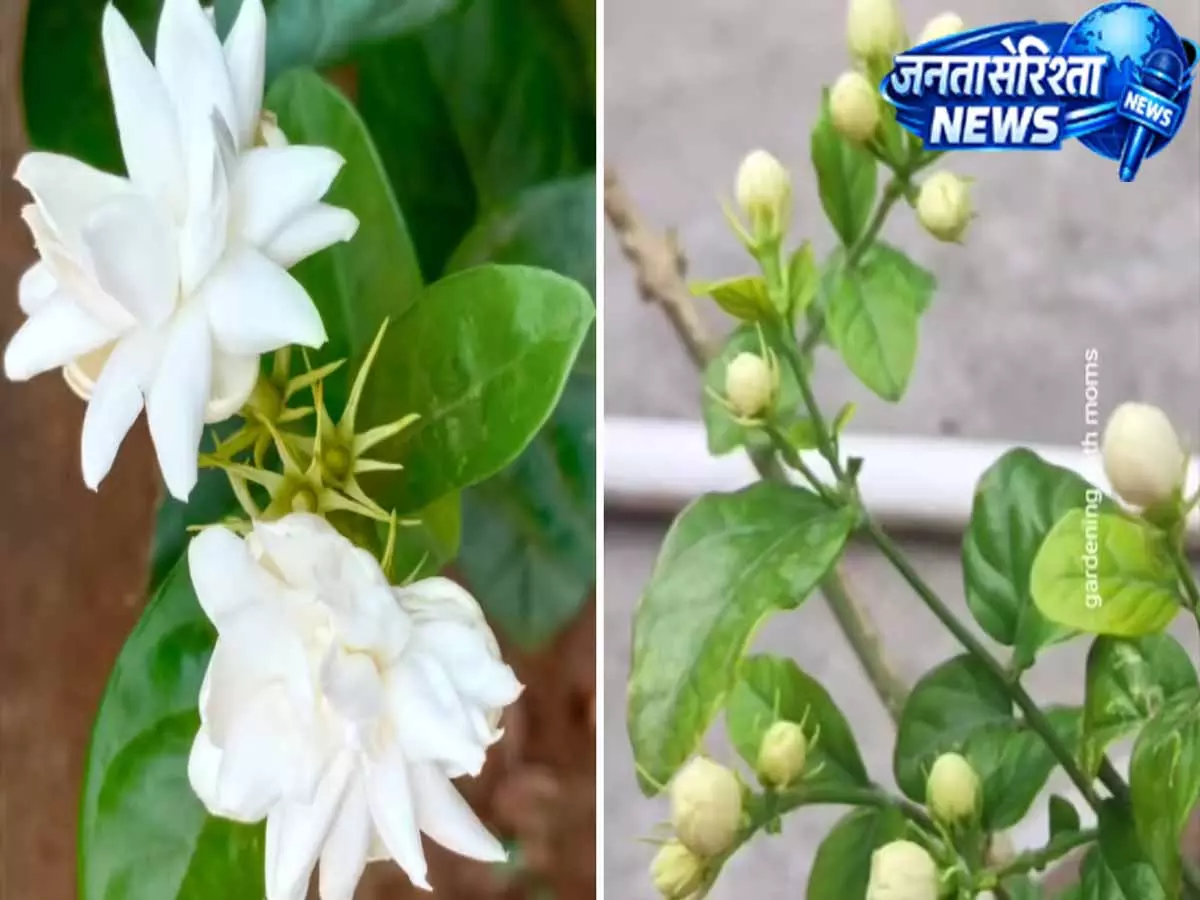 मोगरे के पौधे को बनाएं फूलों से लदा, अपनाएं ये टिप्स मोगरे के पौधे को बनाएं फूलों से लदा, अपनाएं ये टिप्स
