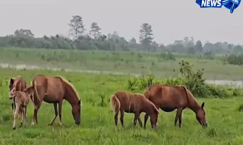 Pasighat के पगलाम में दिखे जंगली घोड़े, लोगों में उत्सुकता