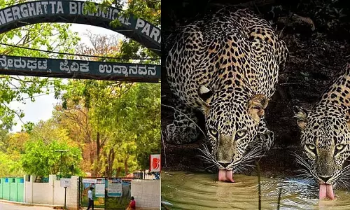 Karnataka : बन्नेरघट्टा पार्क में चीतों का आगमन, प्रजनन से बढ़ी रौनक Karnataka : बन्नेरघट्टा पार्क में चीतों का आगमन, प्रजनन से बढ़ी रौनक