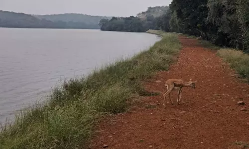 Bhopal के पास ‘चिड़ीखो’ बना प्राकृतिक आकर्षण का केंद्र Bhopal के पास ‘चिड़ीखो’ बना प्राकृतिक आकर्षण का केंद्र