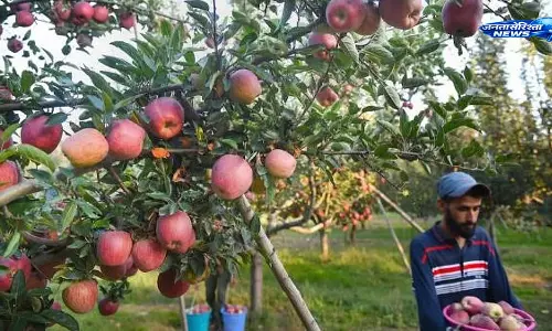 Kashmir : ओलावृष्टि से सेब के बागों को भारी नुकसान, बागवानी सेक्टर पर बढ़ी चिंता Kashmir : ओलावृष्टि से सेब के बागों को भारी नुकसान, बागवानी सेक्टर पर बढ़ी चिंता