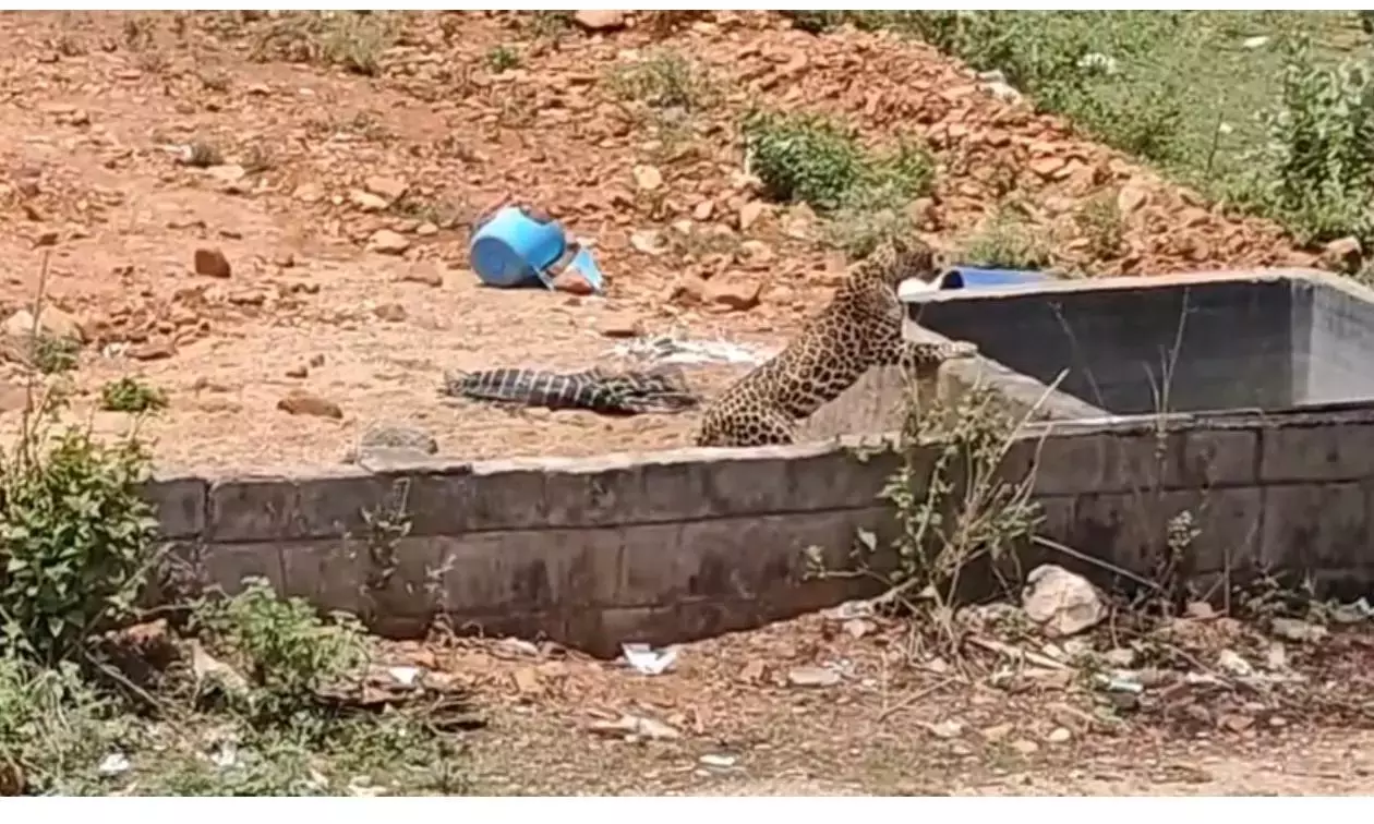 Andhra: तिरुपति के पास तेंदुआ देखे जाने से निवासियों में चिंता है Andhra: तिरुपति के पास तेंदुआ देखे जाने से निवासियों में चिंता है