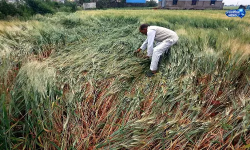 मानसून में देरी से Sambhajinagar में खरीफ बुआई प्रभावित