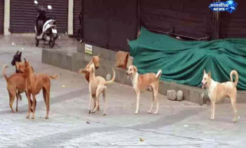Ottapalam में रेबीज़ संक्रमित आवारा कुत्ते की पुष्टि के बाद प्रशासन सतर्क