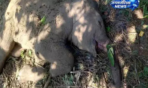 Assam: डूमडूमा में हाथी के बच्चे की मौत के बाद वाइल्डलाइफ़ SOS का काम खत्म हुआ Assam: डूमडूमा में हाथी के बच्चे की मौत के बाद वाइल्डलाइफ़ SOS का काम खत्म हुआ