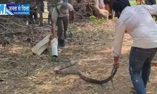 घर से 11 फीट लंबा किंग कोबरा का रेस्क्यू, परिवार ने ली राहत की सांस घर से 11 फीट लंबा किंग कोबरा का रेस्क्यू, परिवार ने ली राहत की सांस