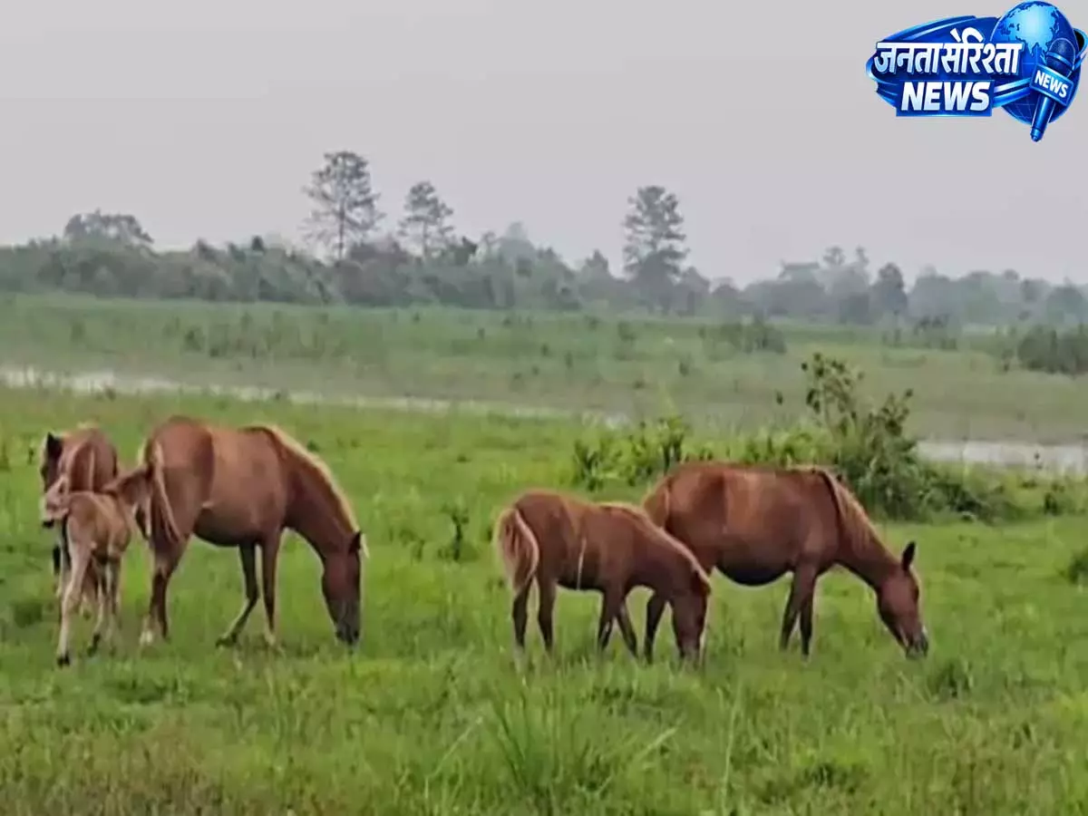 Pasighat के पगलाम में दिखे जंगली घोड़े, लोगों में उत्सुकता Pasighat के पगलाम में दिखे जंगली घोड़े, लोगों में उत्सुकता