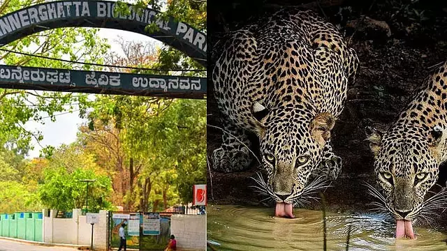 Karnataka : बन्नेरघट्टा पार्क में चीतों का आगमन, प्रजनन से बढ़ी रौनक Karnataka : बन्नेरघट्टा पार्क में चीतों का आगमन, प्रजनन से बढ़ी रौनक