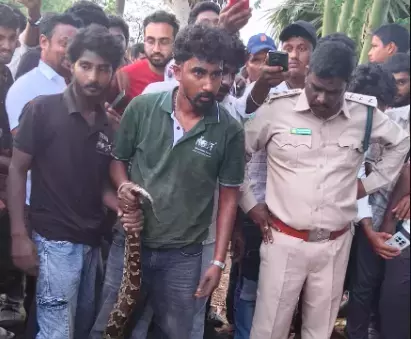 Andhra: गाद निकालने के काम के दौरान नौ फ़ीट लंबे इंडियन रॉक पाइथन को बचाया गया Andhra: गाद निकालने के काम के दौरान नौ फ़ीट लंबे इंडियन रॉक पाइथन को बचाया गया