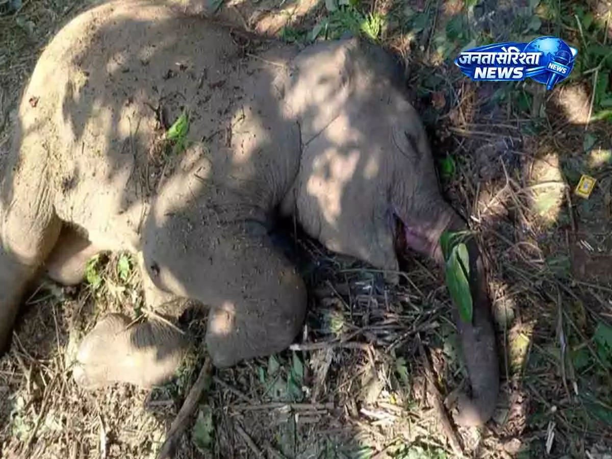 Assam: डूमडूमा में हाथी के बच्चे की मौत के बाद वाइल्डलाइफ़ SOS का काम खत्म हुआ Assam: डूमडूमा में हाथी के बच्चे की मौत के बाद वाइल्डलाइफ़ SOS का काम खत्म हुआ