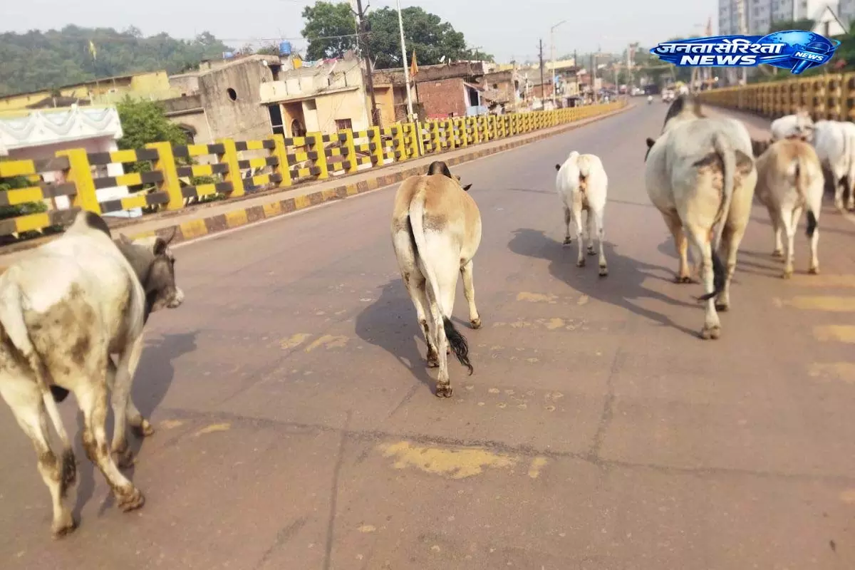 Jharkhand:पश्चिमी सिंहभूम में सड़क सुरक्षा पर सवाल Jharkhand:पश्चिमी सिंहभूम में सड़क सुरक्षा पर सवाल