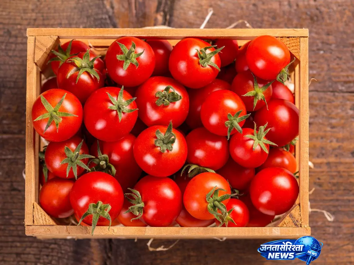 टमाटर को हफ्तेभर फ्रेश रखने का आसान और सही तरीका टमाटर को हफ्तेभर फ्रेश रखने का आसान और सही तरीका