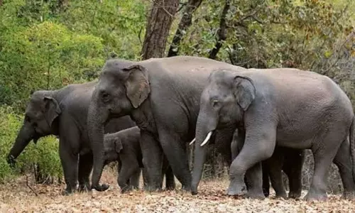 Himachal के इलाकों को शिवालिक कॉरिडोर में शामिल करने से मदद मिलेगी Himachal के इलाकों को शिवालिक कॉरिडोर में शामिल करने से मदद मिलेगी