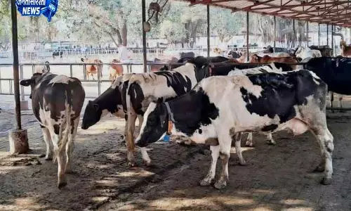 Haryana में पशु देखभाल का नया मॉडल Haryana में पशु देखभाल का नया मॉडल