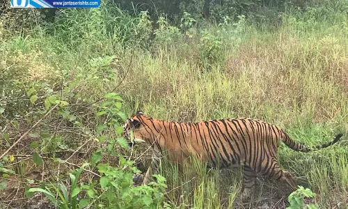 पर्यटक आज से टाइगर रिजर्व और वन्यजीव अभयारण्य नहीं घूम पाएंगे पर्यटक आज से टाइगर रिजर्व और वन्यजीव अभयारण्य नहीं घूम पाएंगे