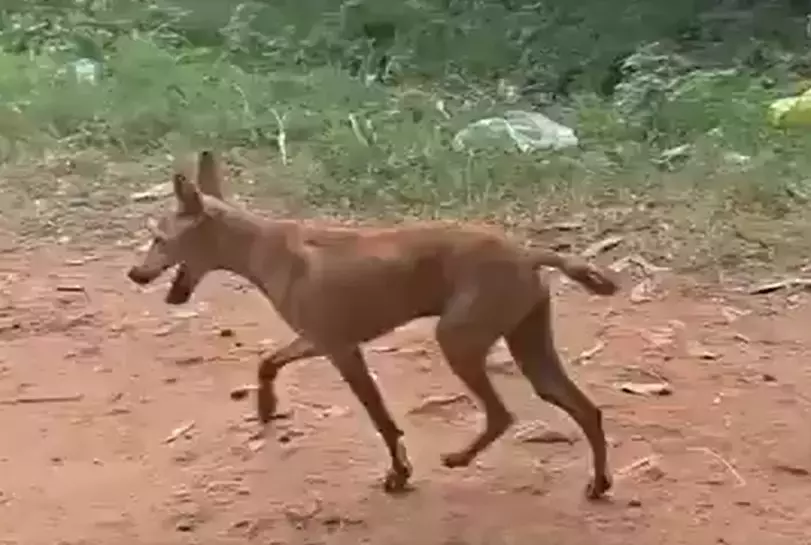 Andhra: गायब लड़की के पालतू कुत्ते की डिहाइड्रेशन से मौत हो गई Andhra: गायब लड़की के पालतू कुत्ते की डिहाइड्रेशन से मौत हो गई
