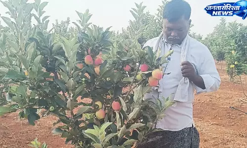 आंध्र प्रदेश के सूखे रायलसीमा में किसान की अनोखी सफलता, 45°C गर्मी में उगाए सेब आंध्र प्रदेश के सूखे रायलसीमा में किसान की अनोखी सफलता, 45°C गर्मी में उगाए सेब