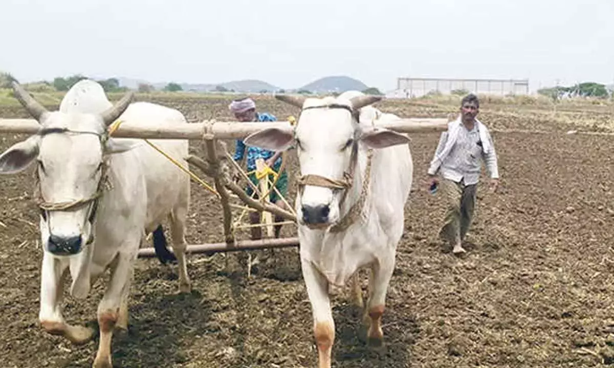 दक्षिण-पश्चिम मॉनसून से कृष्णा डेल्टा में धान की खेती जल्दी शुरू हुई
