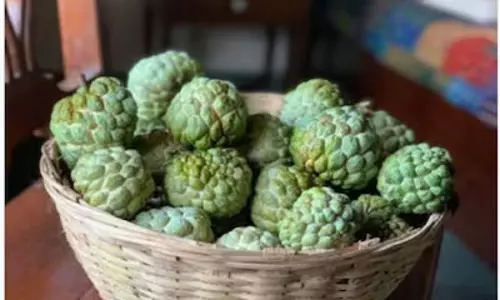 शरीफा के अनोखे गुण, सेहत के लिए कई तरह से लाभकारी शरीफा के अनोखे गुण, सेहत के लिए कई तरह से लाभकारी