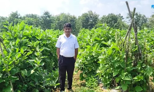 ग्राफ्टेड बैंगन की खेती से क्रांति चंद्राकर की आय में हुआ इजाफा