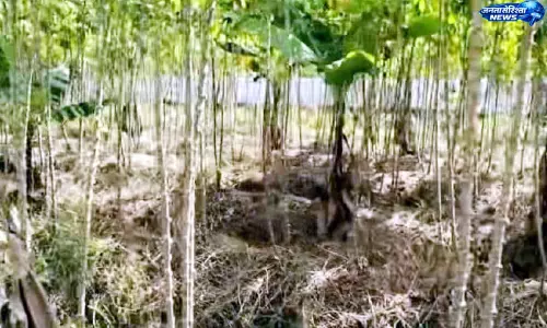Kerala : कसावा की खेती से किसानों का लागत बढ़ी और बाजार में गिरावट से नुकसान