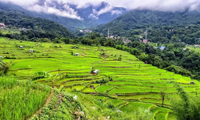 Nagaland यूनिवर्सिटी स्टडी में अंगामी नागा की सीढ़ीदार खेती पर खुलासा Nagaland यूनिवर्सिटी स्टडी में अंगामी नागा की सीढ़ीदार खेती पर खुलासा