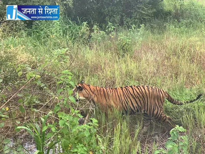 पर्यटक आज से टाइगर रिजर्व और वन्यजीव अभयारण्य नहीं घूम पाएंगे पर्यटक आज से टाइगर रिजर्व और वन्यजीव अभयारण्य नहीं घूम पाएंगे