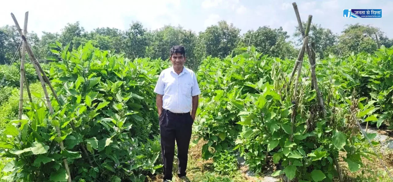 ग्राफ्टेड बैंगन की खेती से क्रांति चंद्राकर की आय में हुआ इजाफा ग्राफ्टेड बैंगन की खेती से क्रांति चंद्राकर की आय में हुआ इजाफा